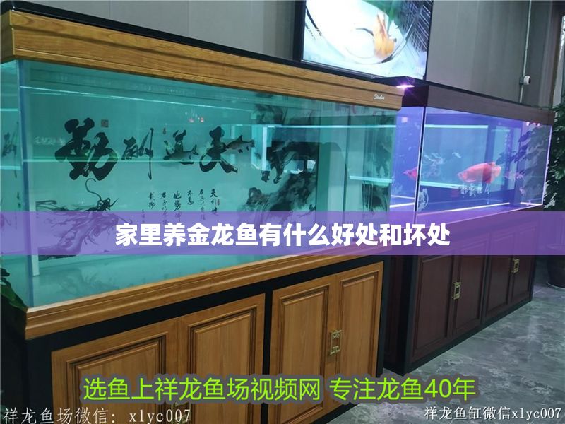 家里養金龍魚有什么好處和壞處