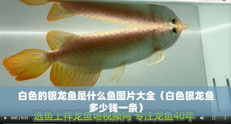 白色的銀龍魚是什么魚圖片大全（白色銀龍魚多少錢一條）