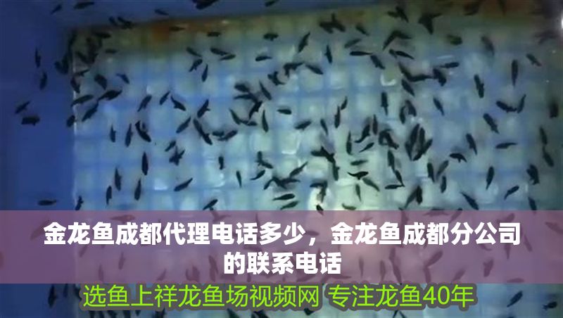 金龍魚成都代理電話多少，金龍魚成都分公司的聯(lián)系電話