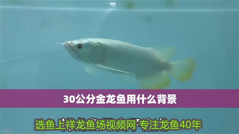 30公分金龍魚用什么背景