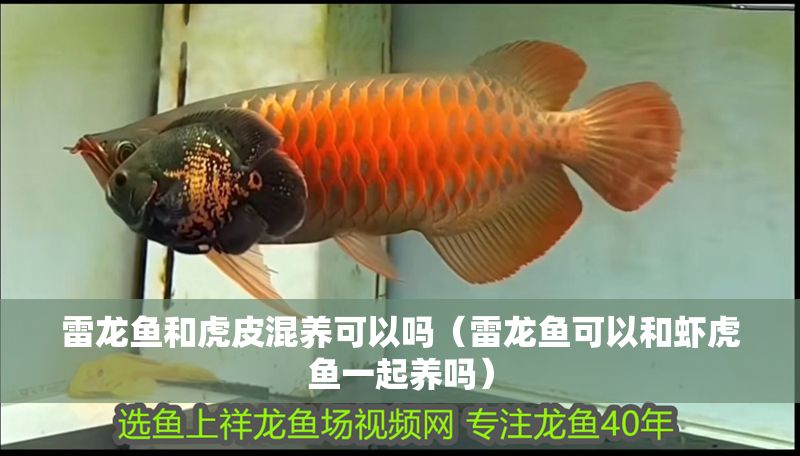 雷龍魚和虎皮混養(yǎng)可以嗎（雷龍魚可以和蝦虎魚一起養(yǎng)嗎）