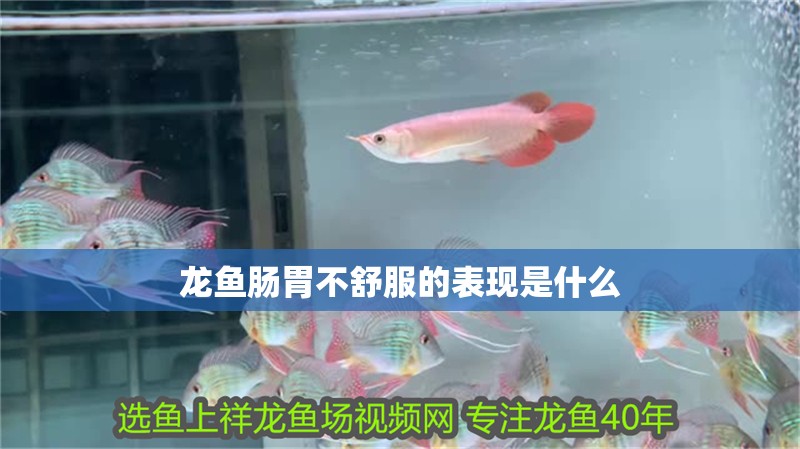 龍魚腸胃不舒服的表現是什么