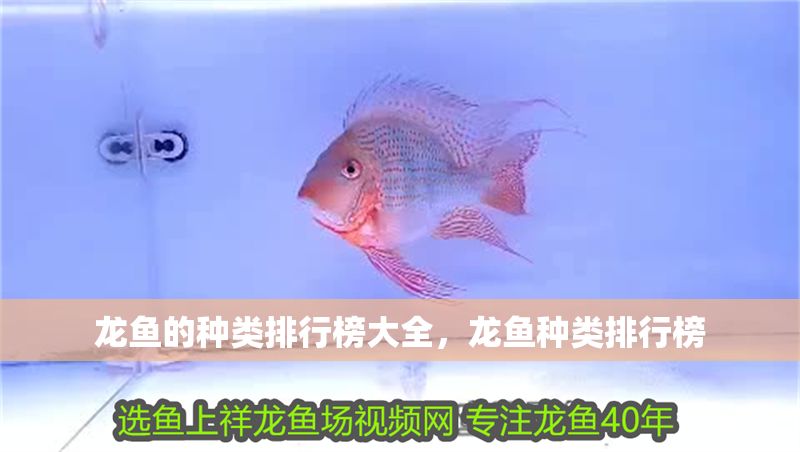 龍魚的種類排行榜大全，龍魚種類排行榜