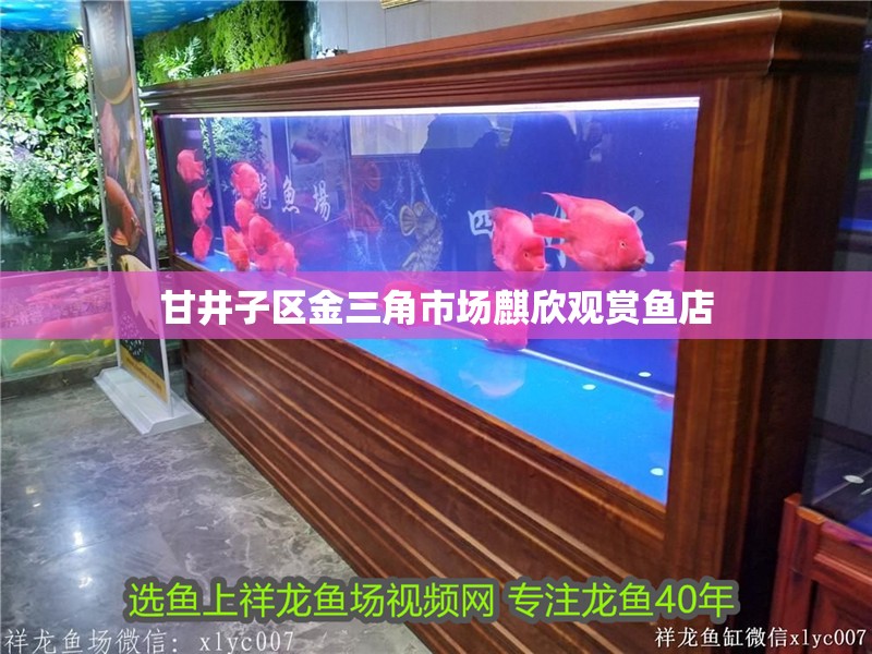 甘井子區(qū)金三角市場(chǎng)麒欣觀賞魚店