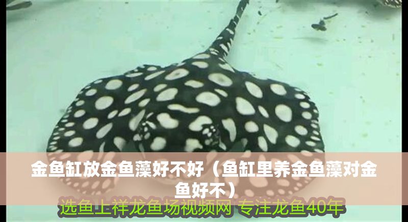 金魚缸放金魚藻好不好（魚缸里養金魚藻對金魚好不）