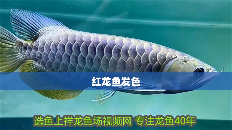 紅龍魚(yú)發(fā)色