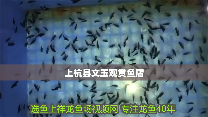 上杭縣文玉觀賞魚店