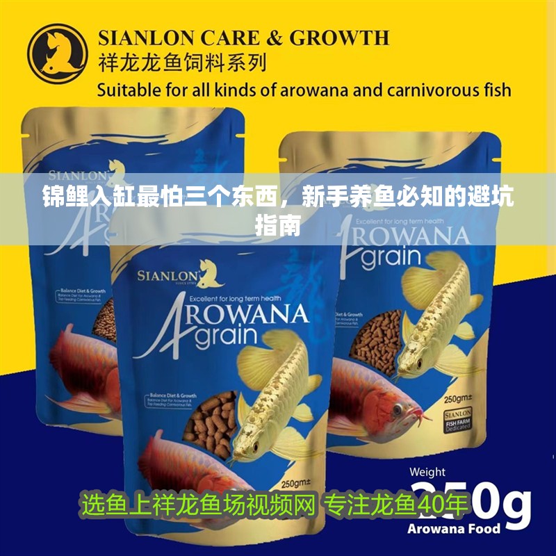 錦鯉入缸最怕三個(gè)東西，新手養(yǎng)魚必知的避坑指南
