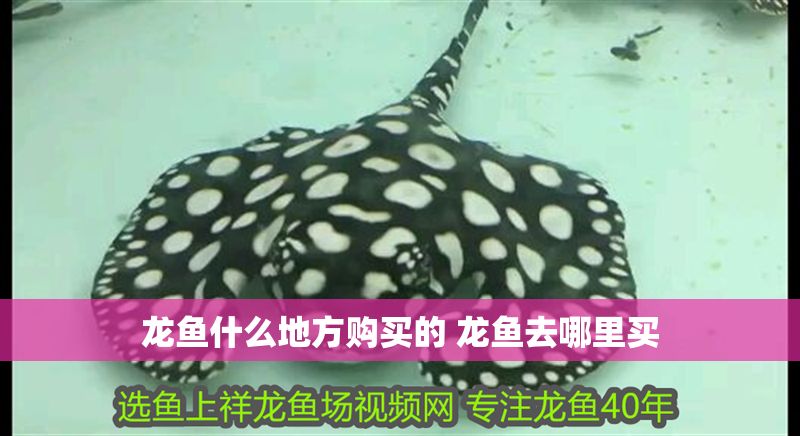龍魚(yú)什么地方購(gòu)買(mǎi)的 龍魚(yú)去哪里買(mǎi)