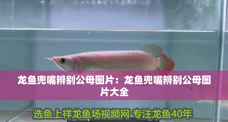 龍魚兜嘴辨別公母圖片：龍魚兜嘴辨別公母圖片大全