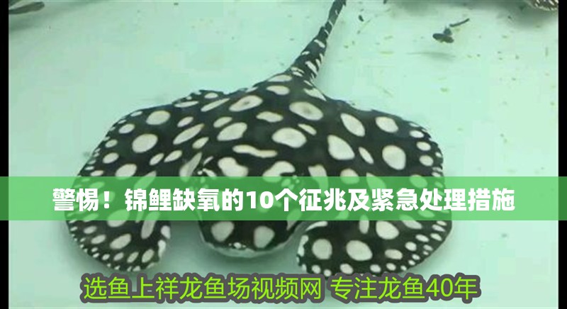 警惕!錦鯉缺氧的10個征兆及緊急處理措施