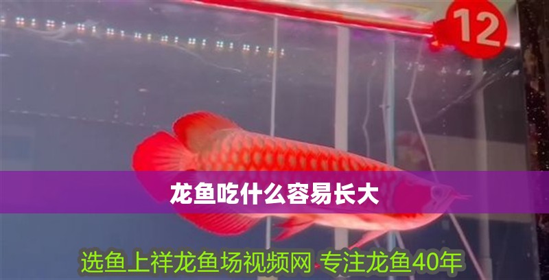 龍魚吃什么容易長大