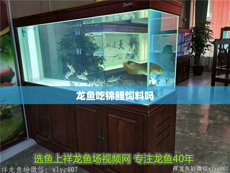 龍魚吃錦鯉飼料嗎