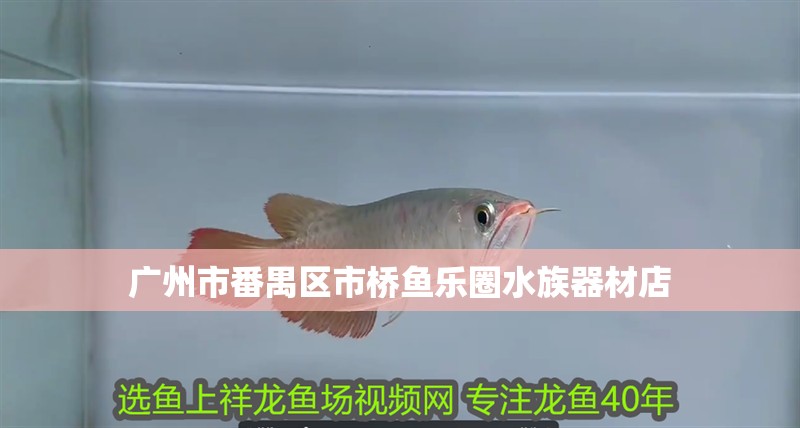 廣州市番禺區市橋魚樂圈水族器材店