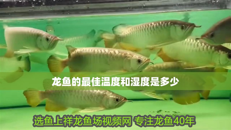 龍魚的最佳溫度和濕度是多少