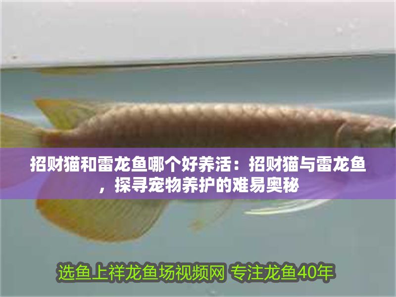 招財貓和雷龍魚哪個好養活：招財貓與雷龍魚，探尋寵物養護的難易奧秘