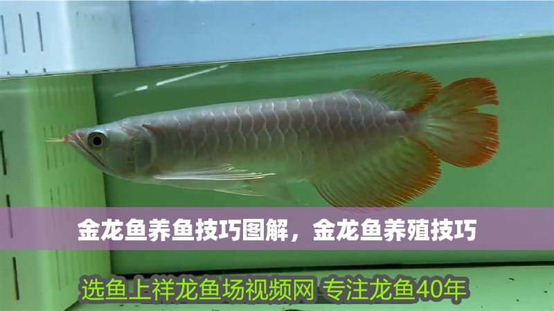 金龍魚養魚技巧圖解，金龍魚養殖技巧