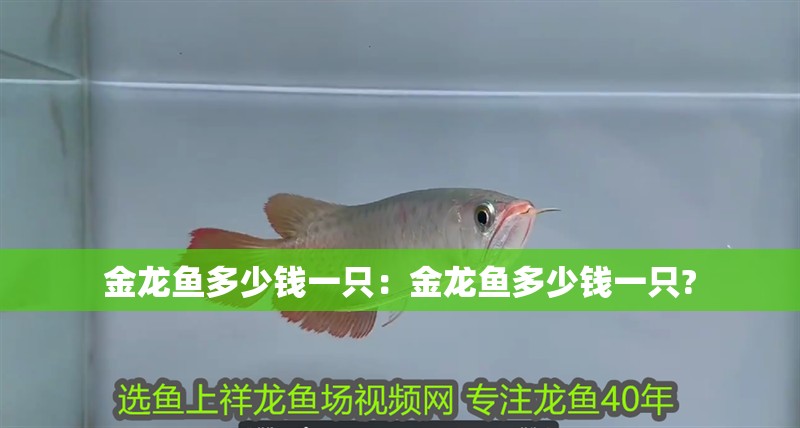金龍魚多少錢一只：金龍魚多少錢一只?