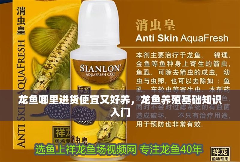 龍魚哪里進貨便宜又好養(yǎng)，龍魚養(yǎng)殖基礎(chǔ)知識入門