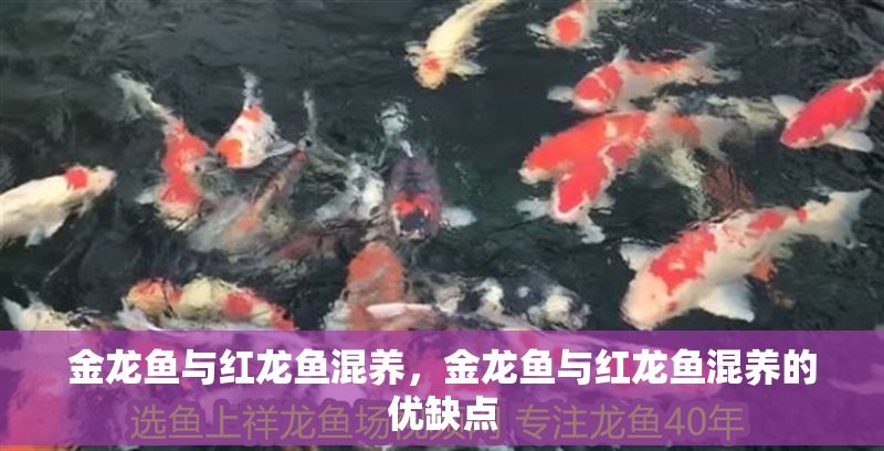 金龍魚(yú)與紅龍魚(yú)混養(yǎng),金龍魚(yú)與紅龍魚(yú)混養(yǎng)的優(yōu)缺點(diǎn) 龍魚(yú)百科 第2張 金龍魚(yú)與紅龍魚(yú)混養(yǎng),金龍魚(yú)與紅龍魚(yú)混養(yǎng)的優(yōu)缺點(diǎn) 金龍魚(yú)與紅龍魚(yú)混養(yǎng),金龍魚(yú)與紅龍魚(yú)混養(yǎng)的優(yōu)缺點(diǎn) 龍魚(yú)百科 第2張