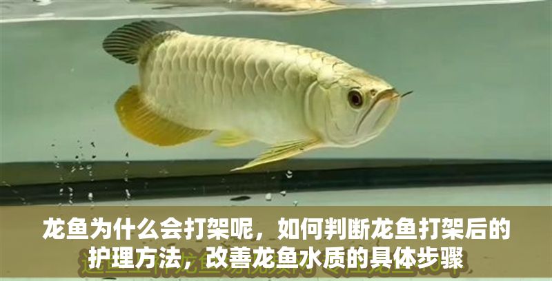 龍魚為什么會打架呢，如何判斷龍魚打架后的護理方法，改善龍魚水質的具體步驟