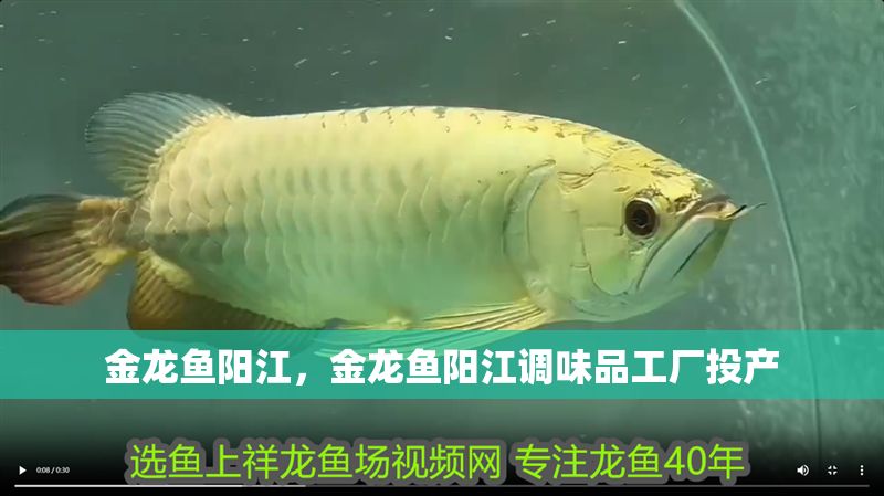 金龍魚陽江，金龍魚陽江調(diào)味品工廠投產(chǎn)