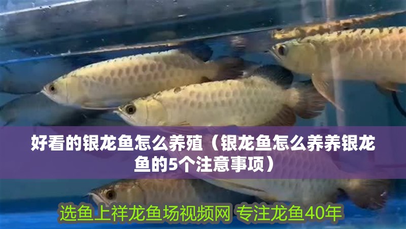 好看的銀龍魚怎么養(yǎng)殖（銀龍魚怎么養(yǎng)養(yǎng)銀龍魚的5個注意事項）