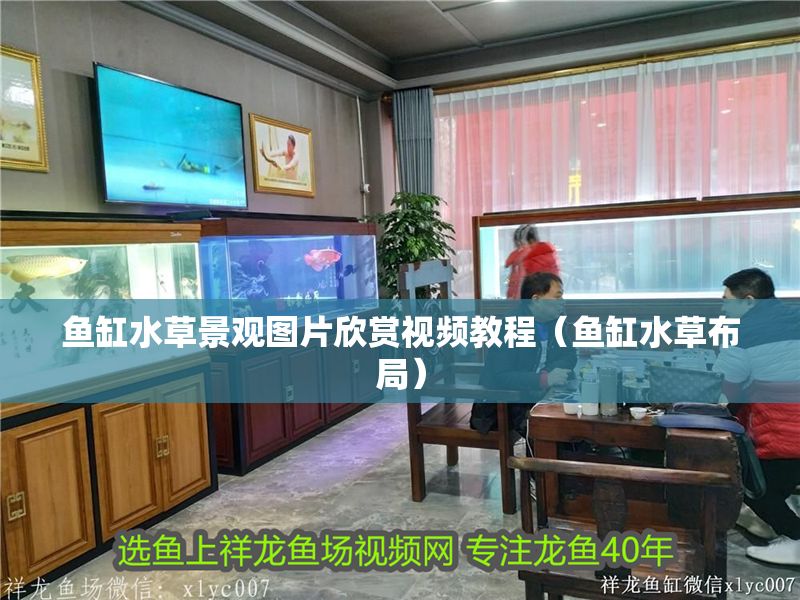 魚缸水草景觀圖片欣賞視頻教程（魚缸水草布局）