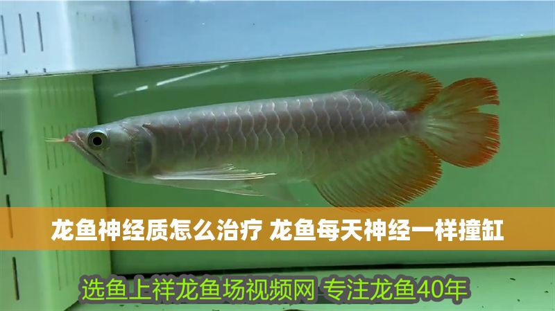 龍魚神經質怎么治療 龍魚每天神經一樣撞缸
