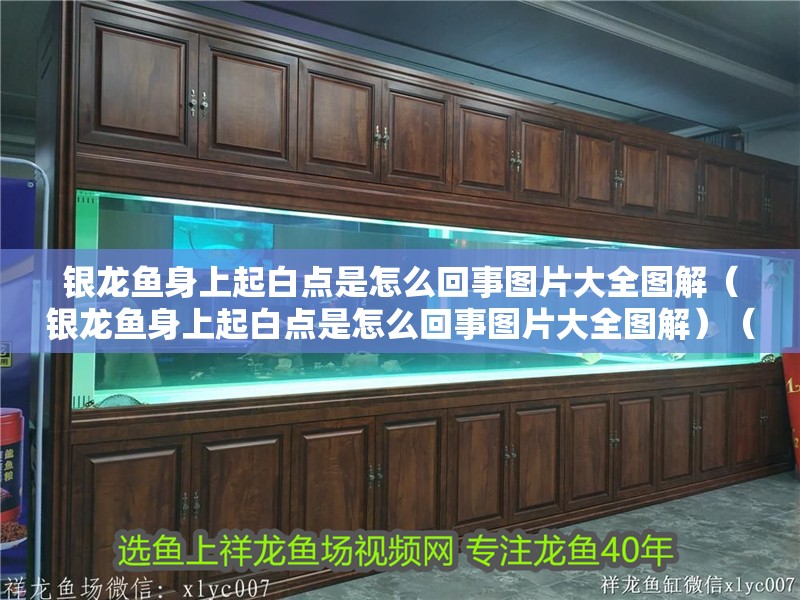 銀龍魚身上起白點是怎么回事圖片大全圖解（銀龍魚身上起白點是怎么回事圖片大全圖解）（銀龍魚身上起白點怎么辦）