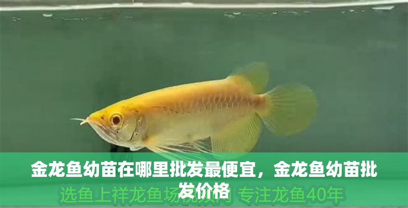 金龍魚(yú)幼苗在哪里批發(fā)最便宜，金龍魚(yú)幼苗批發(fā)價(jià)格