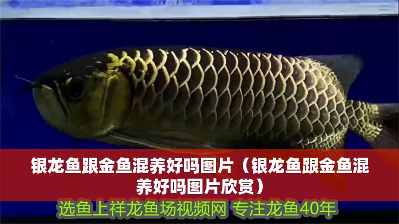 銀龍魚跟金魚混養好嗎圖片（銀龍魚跟金魚混養好嗎圖片欣賞）