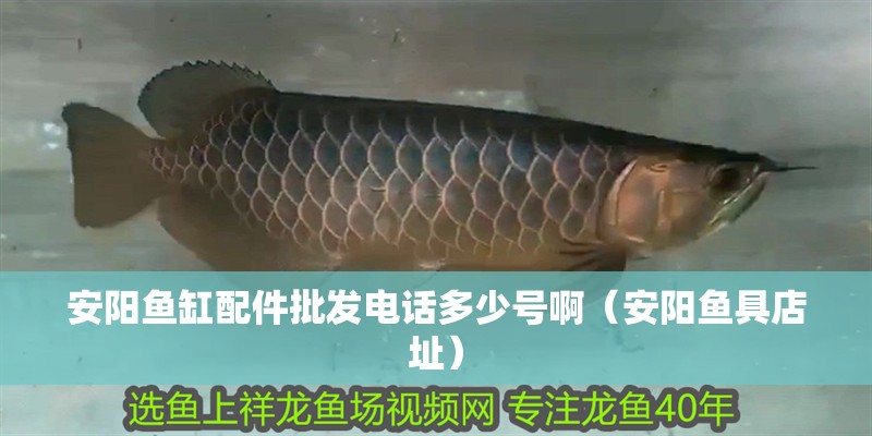 安陽魚缸配件批發電話多少號啊（安陽魚具店址）
