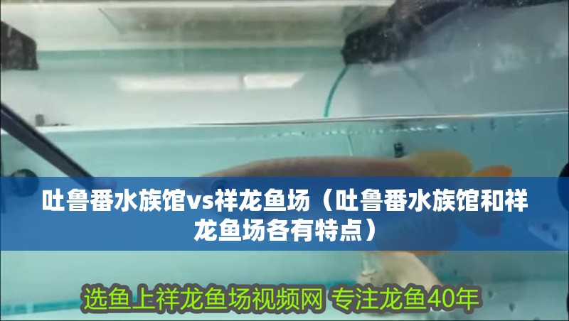 吐魯番水族館vs祥龍魚場（吐魯番水族館和祥龍魚場各有特點）
