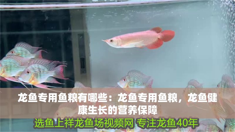 龍魚專用魚糧有哪些：龍魚專用魚糧，龍魚健康生長的營養保障