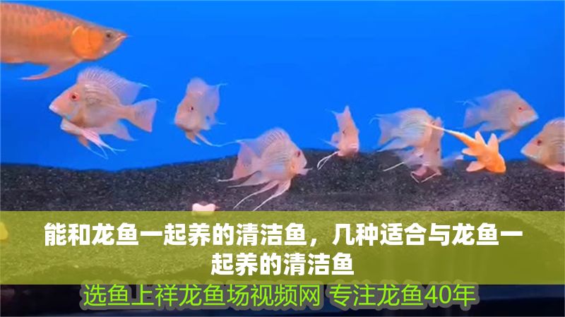 能和龍魚一起養的清潔魚,幾種適合與龍魚一起養的清潔魚 龍魚百科 第2張 能和龍魚一起養的清潔魚,幾種適合與龍魚一起養的清潔魚 能和龍魚一起養的清潔魚,幾種適合與龍魚一起養的清潔魚 龍魚百科 第2張