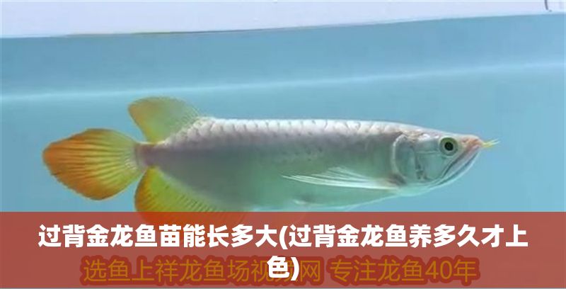 過背金龍魚苗能長多大(過背金龍魚養多久才上色)
