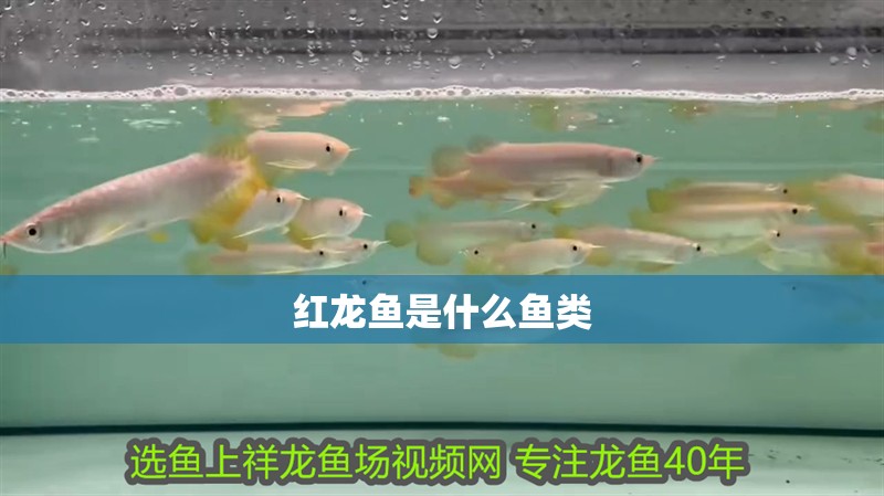 紅龍魚是什么魚類