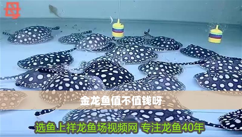 金龍魚值不值錢呀