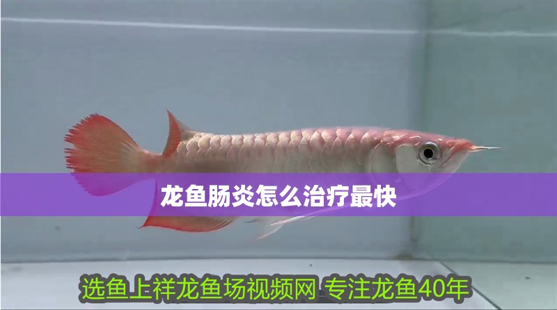 龍魚腸炎怎么治療最快