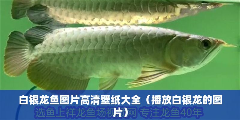 白銀龍魚圖片高清壁紙大全（播放白銀龍的圖片）