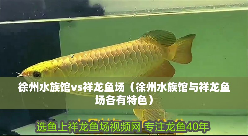 徐州水族館vs祥龍魚場(chǎng)（徐州水族館與祥龍魚場(chǎng)各有特色）