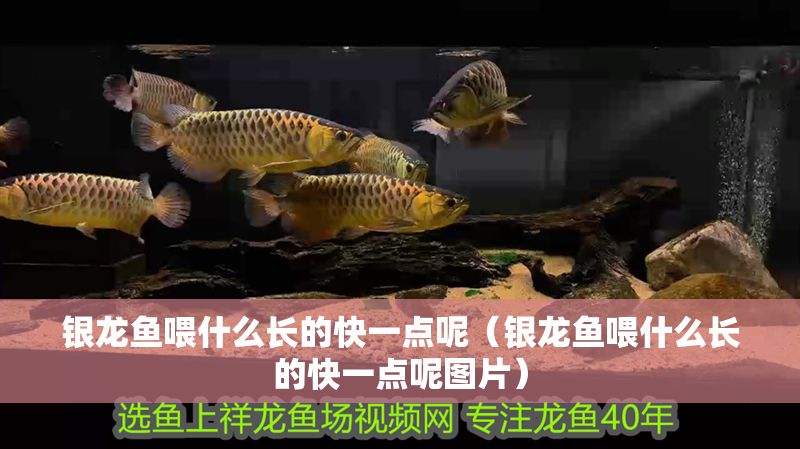 銀龍魚(yú)喂什么長(zhǎng)的快一點(diǎn)呢（銀龍魚(yú)喂什么長(zhǎng)的快一點(diǎn)呢圖片）