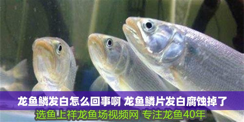 龍魚鱗發白怎么回事啊 龍魚鱗片發白腐蝕掉了
