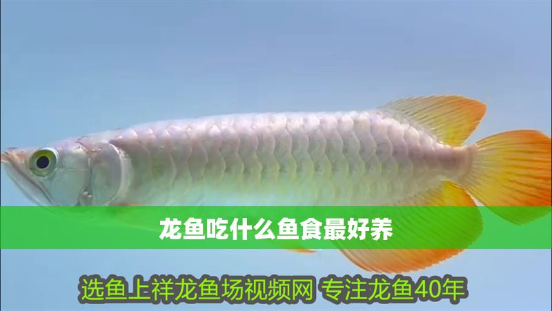 龍魚吃什么魚食最好養(yǎng)