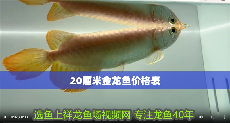 20厘米金龍魚價格表