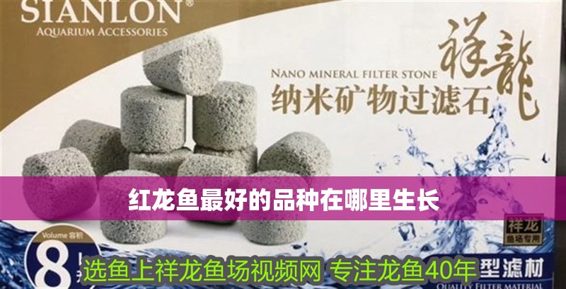 紅龍魚最好的品種在哪里生長