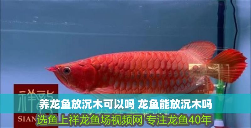 養龍魚放沉木可以嗎 龍魚能放沉木嗎