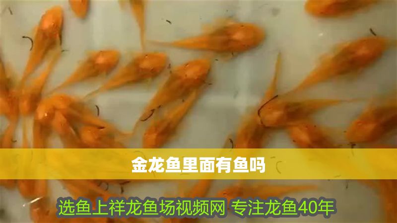 金龍魚里面有魚嗎