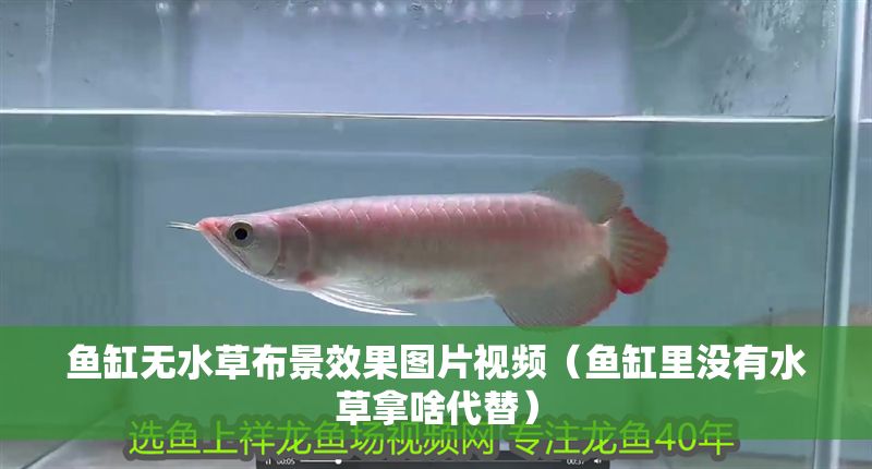 魚缸無水草布景效果圖片視頻（魚缸里沒有水草拿啥代替）